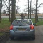 monkeyaerial