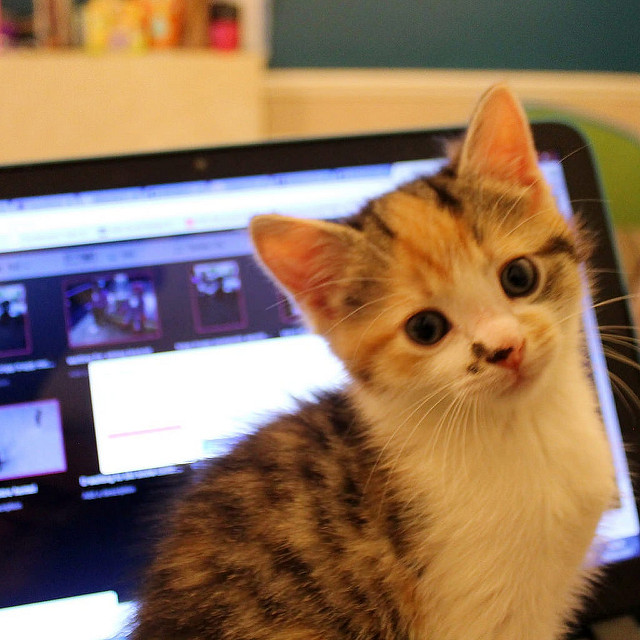 kitten cat on hp laptop
